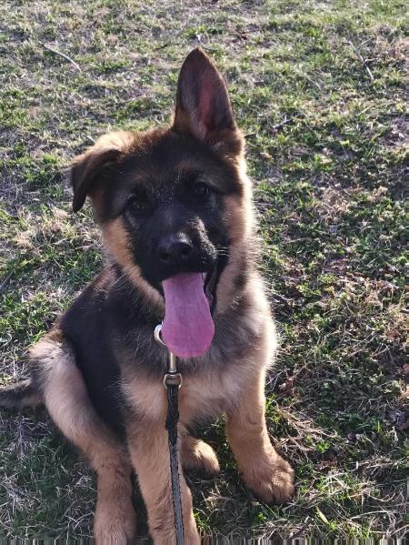 Amber Von Flussen | German Shepherd Dog 