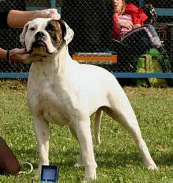 White Angel Zetta for Venturesome | American Bulldog 