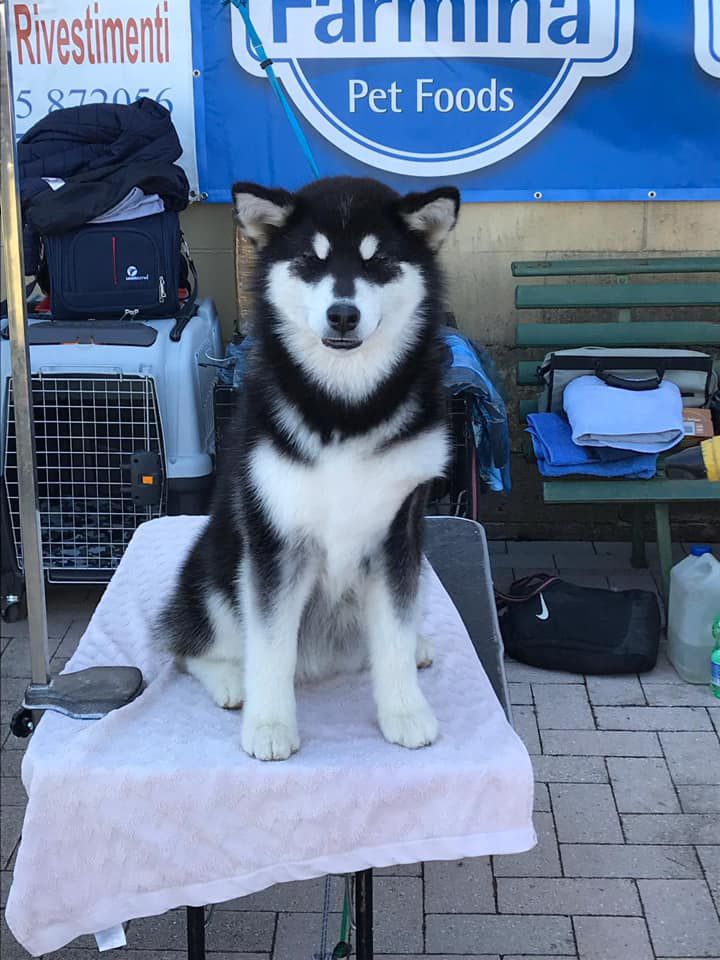 The Magician Sole &amp; Luna | Alaskan Malamute 