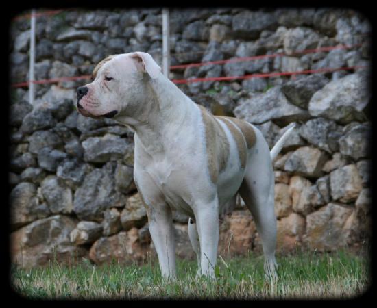 calypso de la manoune | American Bulldog 