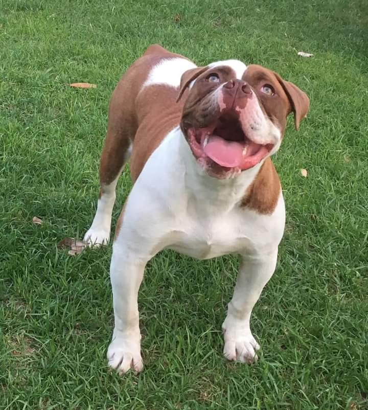 SSOB Roxy | Olde English Bulldogge 