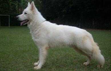 Hulky Barc Kann Schimmelpfeng | White Swiss Shepherd Dog 