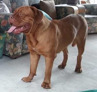 Amedange Kissed By Fire | Dogue de Bordeaux 
