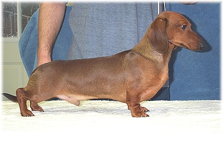 Pawprints Grandgables Edition | Dachshund 