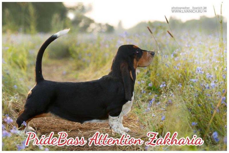 Pridebass E' Attention Zakharia | Basset Hound 