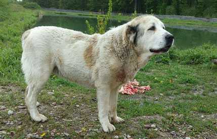 Appa is Zirmunu | Central Asian Shepherd Dog 