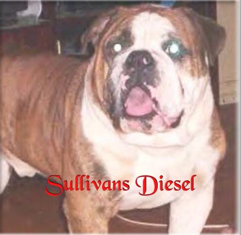 Sullivan's Diesel | Olde English Bulldogge 