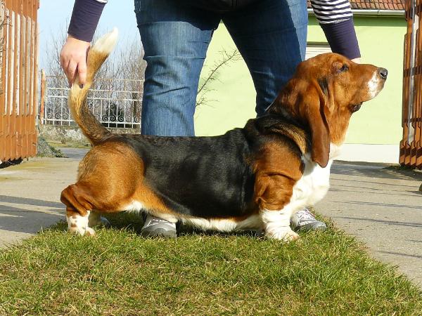 Forever Long Ears Don't Touch | Basset Hound 