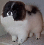 Finch's Char's Makinwaves Parti | German Spitz 