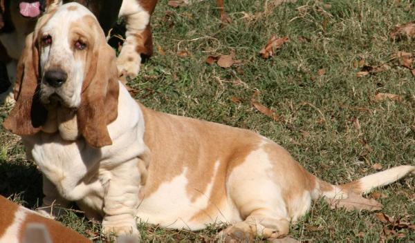 Tokel's Queen Annie at Smokey Mtn | Basset Hound 