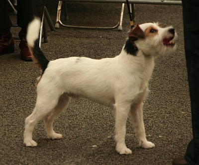 Wissel-Schizophrenic van de Kroonhof | Jack Russell Terrier 