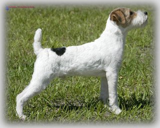 Canis Major Sirius | Jack Russell Terrier 