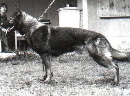 Blacky vom Gleisdreieck | German Shepherd Dog 