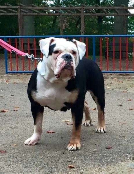 romeni's Kenza | Olde English Bulldogge 