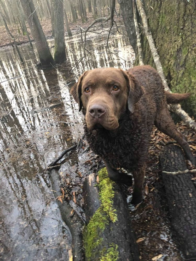 Green’s Sulphur River Riddick | Chesapeake Bay Retriever 