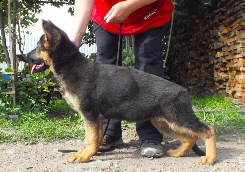 Mecta Yulii Bavaria | German Shepherd Dog 