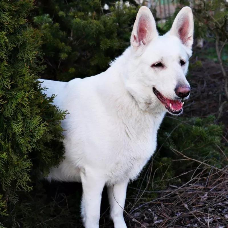 Sila Boski Bialy Dom | White Swiss Shepherd Dog 