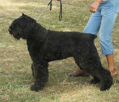 Határhalmi Kyra | Bouvier des Flandres 