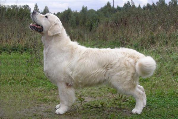 D.J. for Piter Evidog | Golden Retriever 