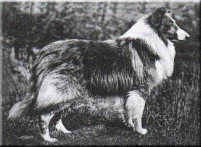 Wishaw Clinker | Rough Collie 