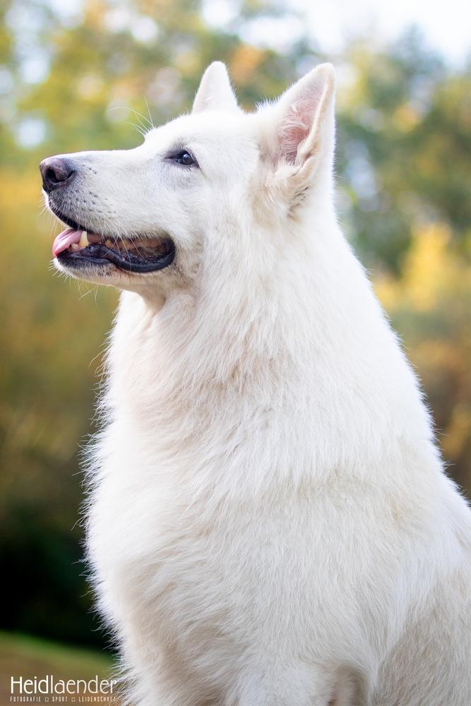 Ottenstroer's Odin vom Rotbachsee | White Swiss Shepherd Dog 