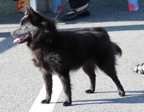 Etoile Montante du Pont Catinat | Schipperke 