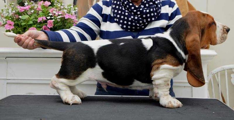 NewDown Bassets Batouche | Basset Hound 