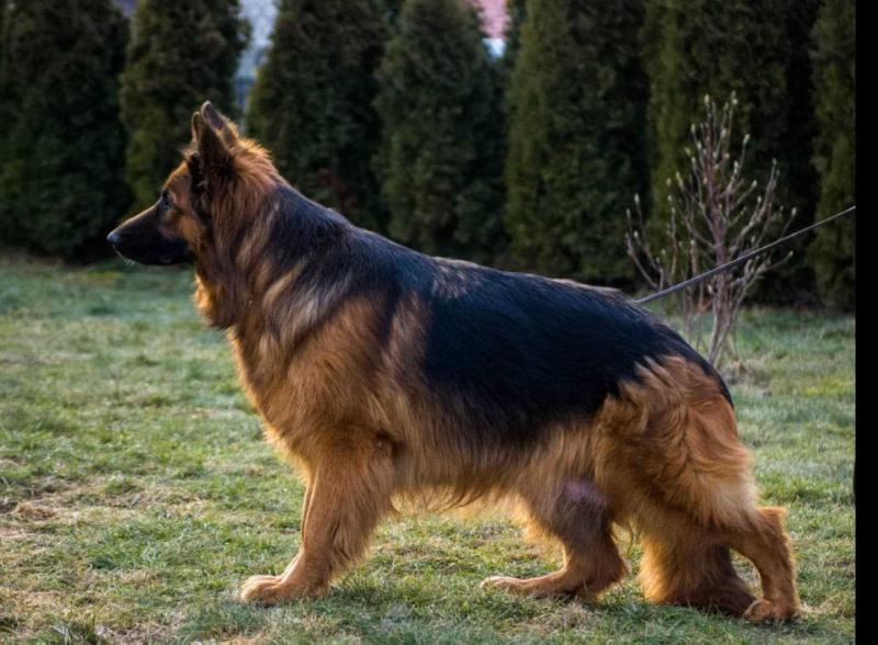 RAFI Rymbas | German Shepherd Dog 