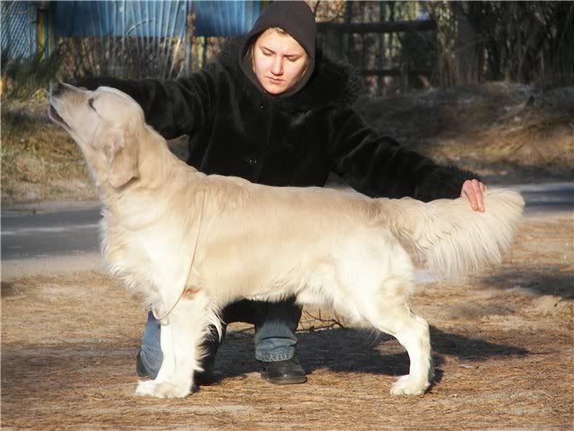 Tramin / Tramin Golden Arrow | Golden Retriever 