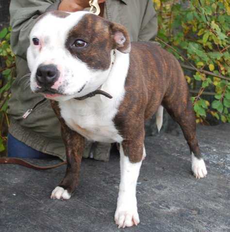 KAMIRA KITANA OF CANTERBURY | Staffordshire Bull Terrier 