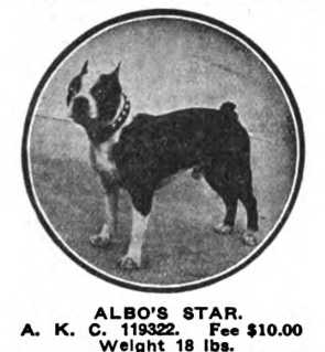 Albo's Star 119322 vXXV | Boston Terrier 