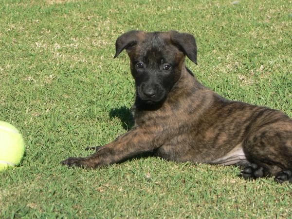 Bimmy Van Kampftrieb | Dutch Shepherd 