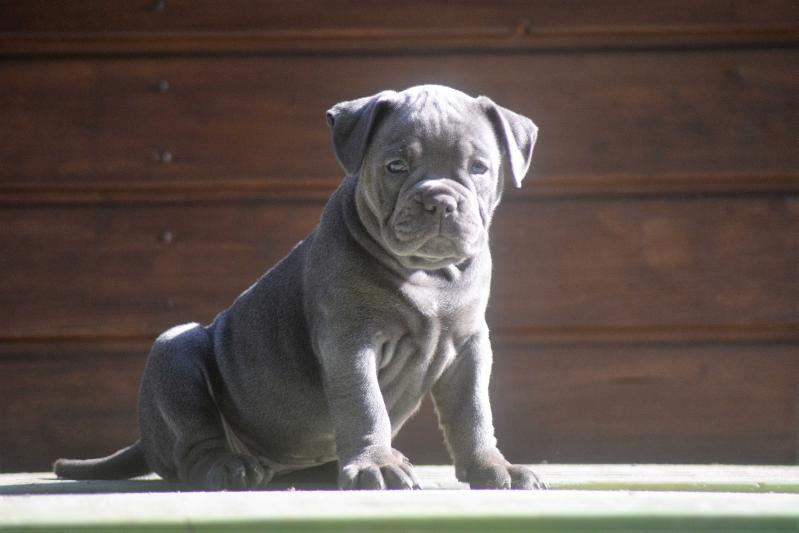 Flinstone Bulls Bella | Olde English Bulldogge 