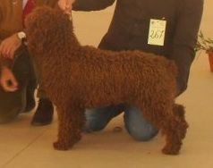 PaulNewman De Labahia | Spanish Water Dog 