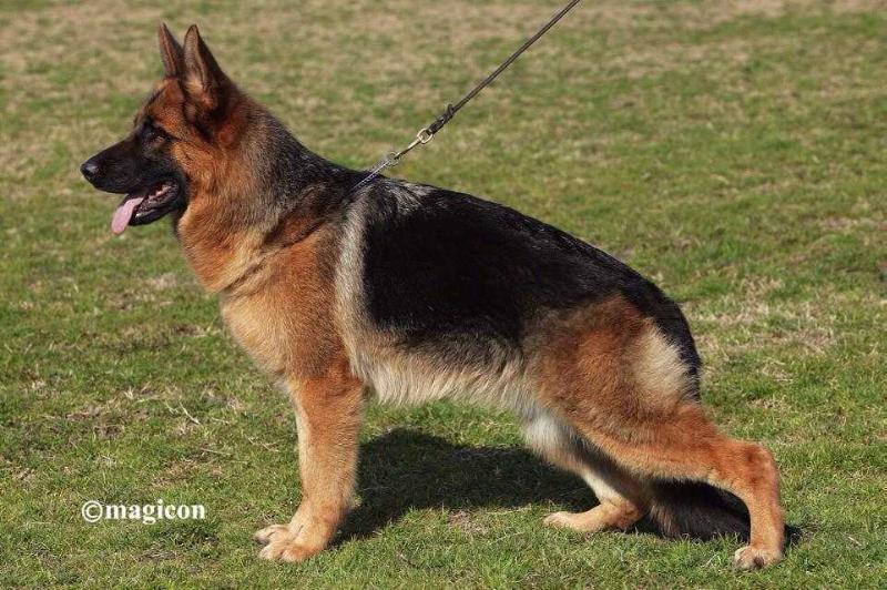 Patricia von der Malchower Aue | German Shepherd Dog 