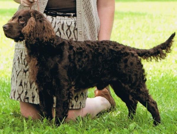 Kei-Rin's Honeyweiss | American Water Spaniel 