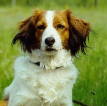 Dancer v d Toetesteijn | Kooikerhondje 