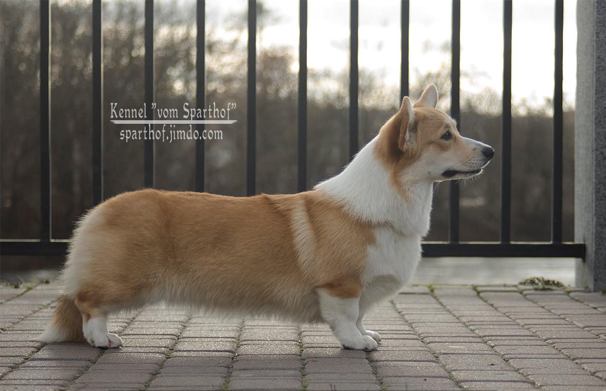 Estel` vom Sparthof | Pembroke Welsh Corgi 