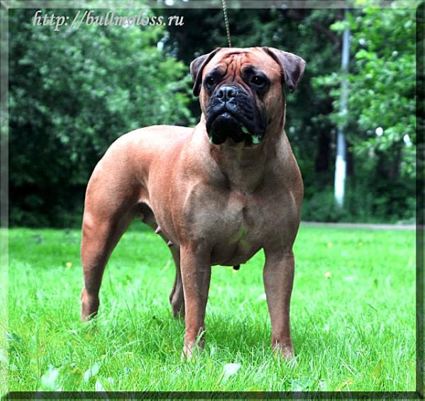 Luiza Golden Rey | Bullmastiff 