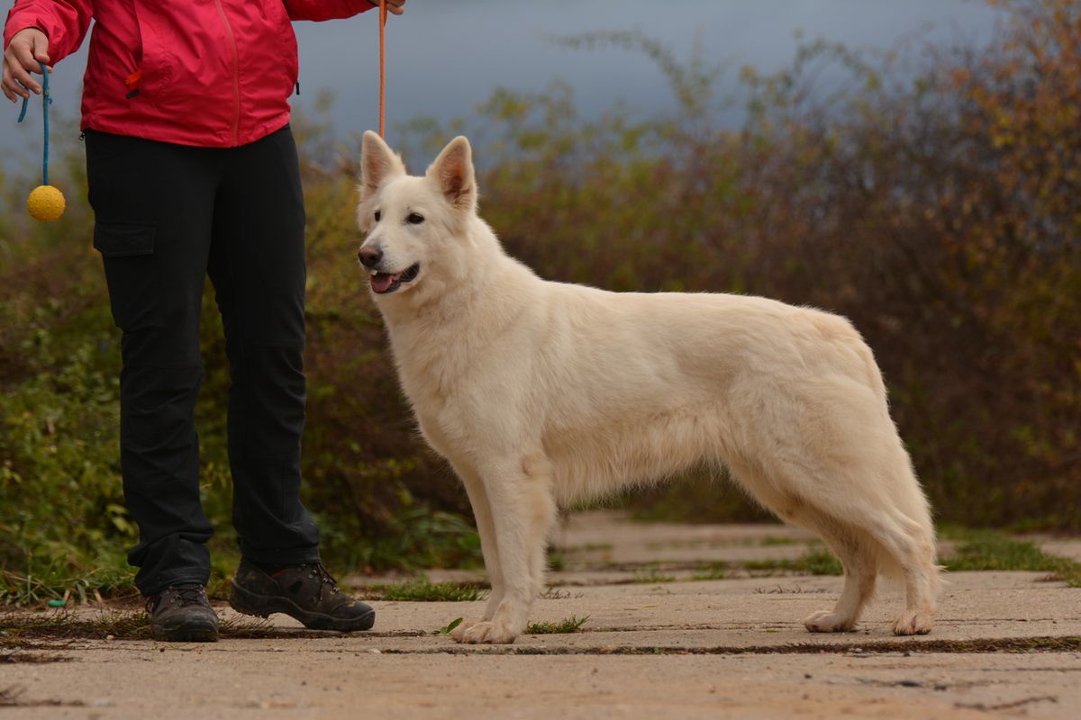 Korry AKBO Parchovany | White Swiss Shepherd Dog 