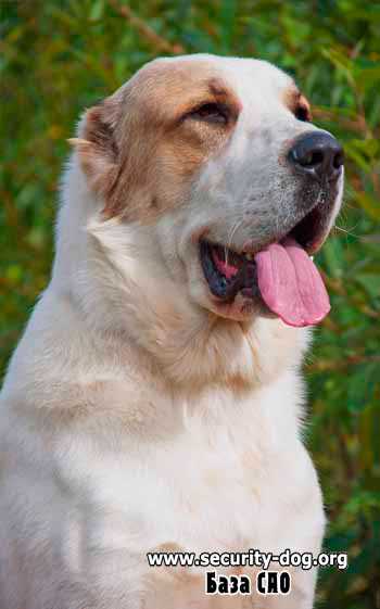 OSMAN-BEK BAYAZ-BURY | Central Asian Shepherd Dog 