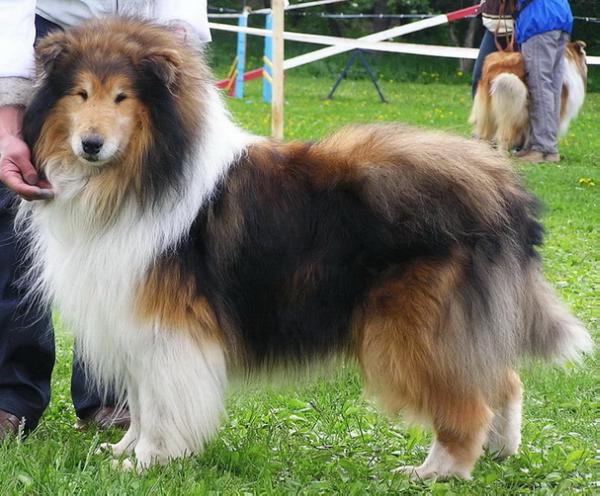 Brilyn Designer Image | Rough Collie 