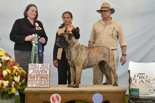 Knatchbull's Zebra at La Balsa | Bullmastiff 