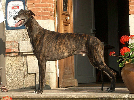 Boughton Benvoluto | Greyhound 