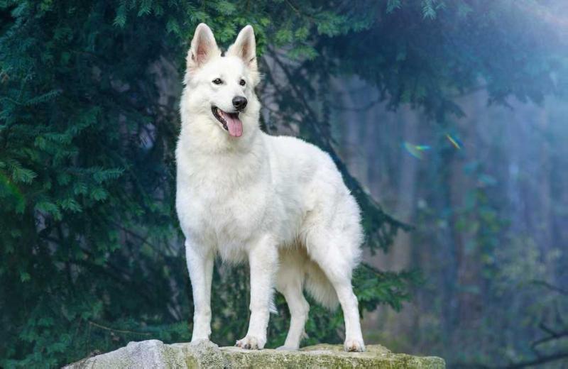 Pia Lee from Peace and Harmony | White Swiss Shepherd Dog 