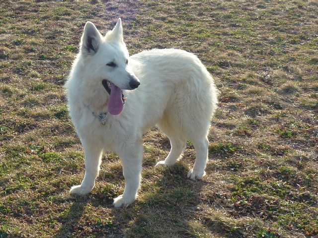 Eclipse de la Vallée de l'Orkhon | White Swiss Shepherd Dog 