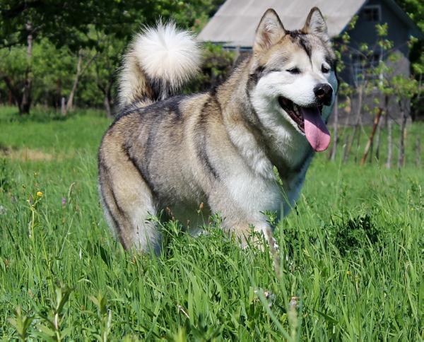 Carmen vasilyev ostrov | Alaskan Malamute 