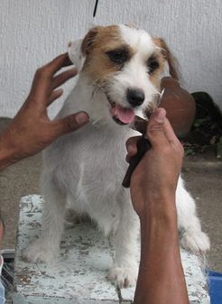 Jem's Vivi | Jack Russell Terrier 