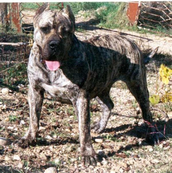 Canaria de Vega Lagunera | Perro de Presa Canario 