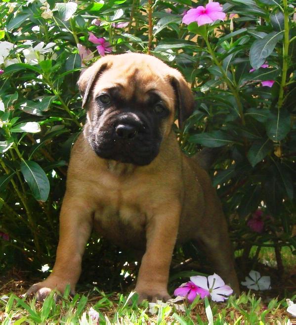 PETRONA do VILAMENDHOO | Bullmastiff 